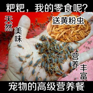 黄粉对龙鱼有害吗：黄粉对龙鱼有害吗，