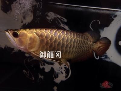 龙鱼最早被生物学家发现定名是在那一年？在什么地方？：龙鱼最早被生物学家发现定名是在什么地方发现和定名 龙鱼百科 第3张