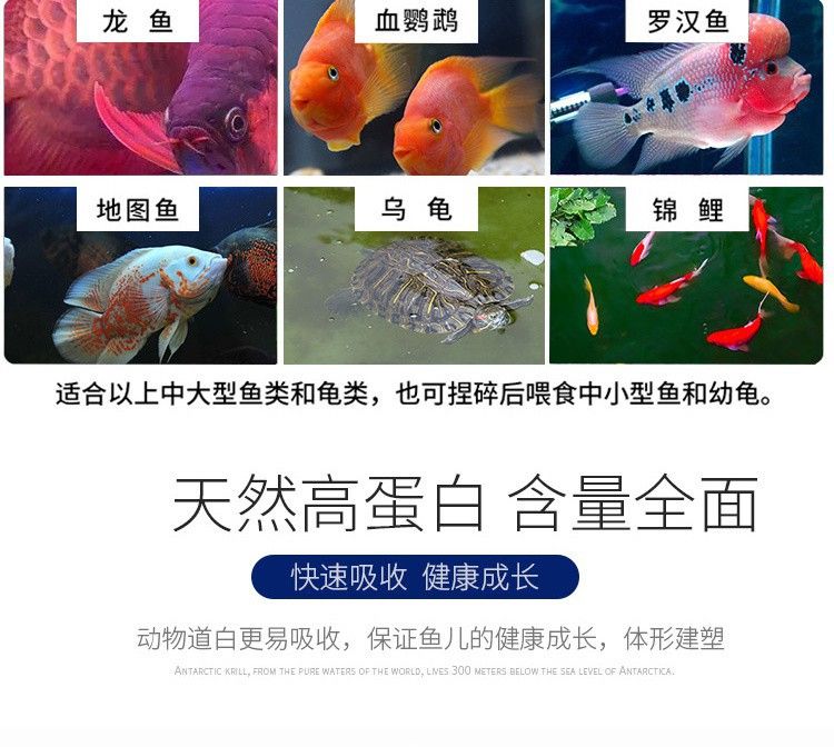 龙鱼可以喂干虾吗：龙鱼是否可以喂食干虾是一个受到广泛关注的话题 龙鱼百科 第3张