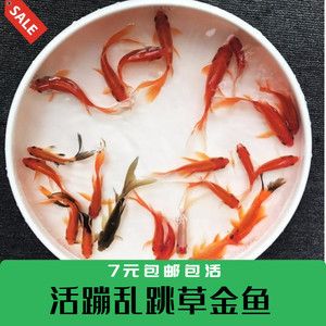 小龙鱼能吃吗：小龙鱼可以吃吗，小龙鱼能吃吗？ 龙鱼百科 第1张