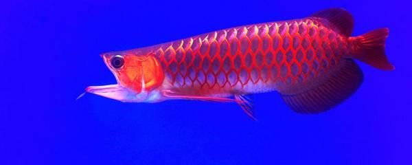 红龙金龙鱼神经质：红龙鱼和金龙鱼都可能表现出一定的神经质行为