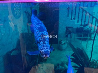 蓝底金龙鱼用什么颜色灯最好看：蓝底金龙鱼最适合的灯颜色