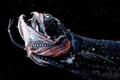 龙鱼突然张嘴合嘴：龙鱼突然张嘴合嘴可能是由于多种原因引起的