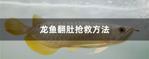 龙鱼冻死了能救吗？：龙鱼冻死了能救活吗？ 龙鱼百科 第1张