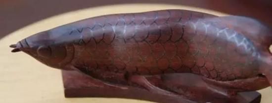 红龙鱼鱼鳞有缺口能长出来吗：红龙鱼鱼鳞出现缺口是否能长出来，取决于缺口的原因和处理方法