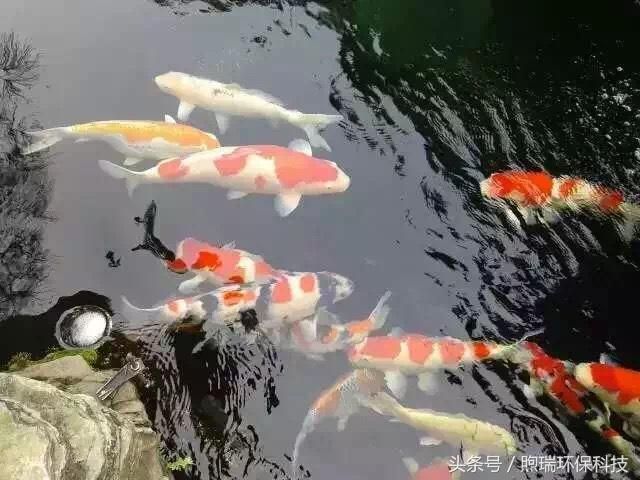 龙鱼的饲料能喂锦鲤吗：龙鱼和锦鲤在饲养时有一些关键的区别，可能影响它们是否可以共享饲料 龙鱼百科 第1张