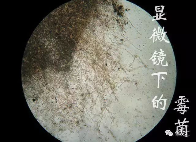 龙鱼长霉菌该怎么治疗：如何治疗龙鱼水霉病 龙鱼百科 第2张