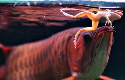 龙鱼怎么训练吃食凶猛的行为呢：如何训练龙鱼具有凶猛的吃食行为 龙鱼百科 第1张