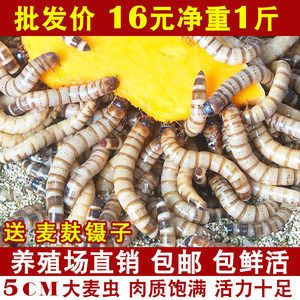 金龙鱼长期喂面包虫可以吗？：金龙鱼可以适量喂食面包虫但不建议长期单一喂食面包虫