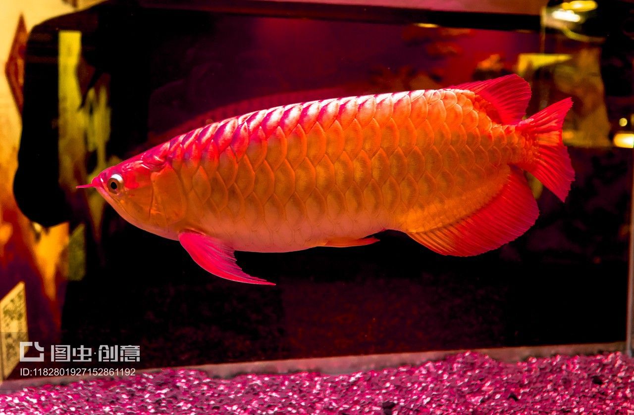 血红龙是金龙鱼吗还是银龙：血红龙鱼属于金龙鱼还是银龙鱼