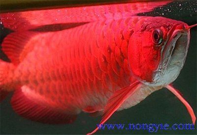 大红龙是什么鱼：大红龙是一种珍贵的淡水观赏鱼，价格可以逾百万元