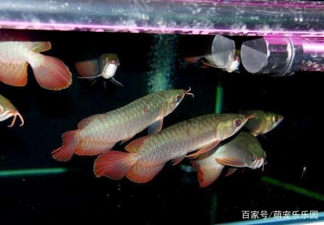 在鱼缸里养龙鱼可以繁殖吗：养龙鱼可以繁殖吗
