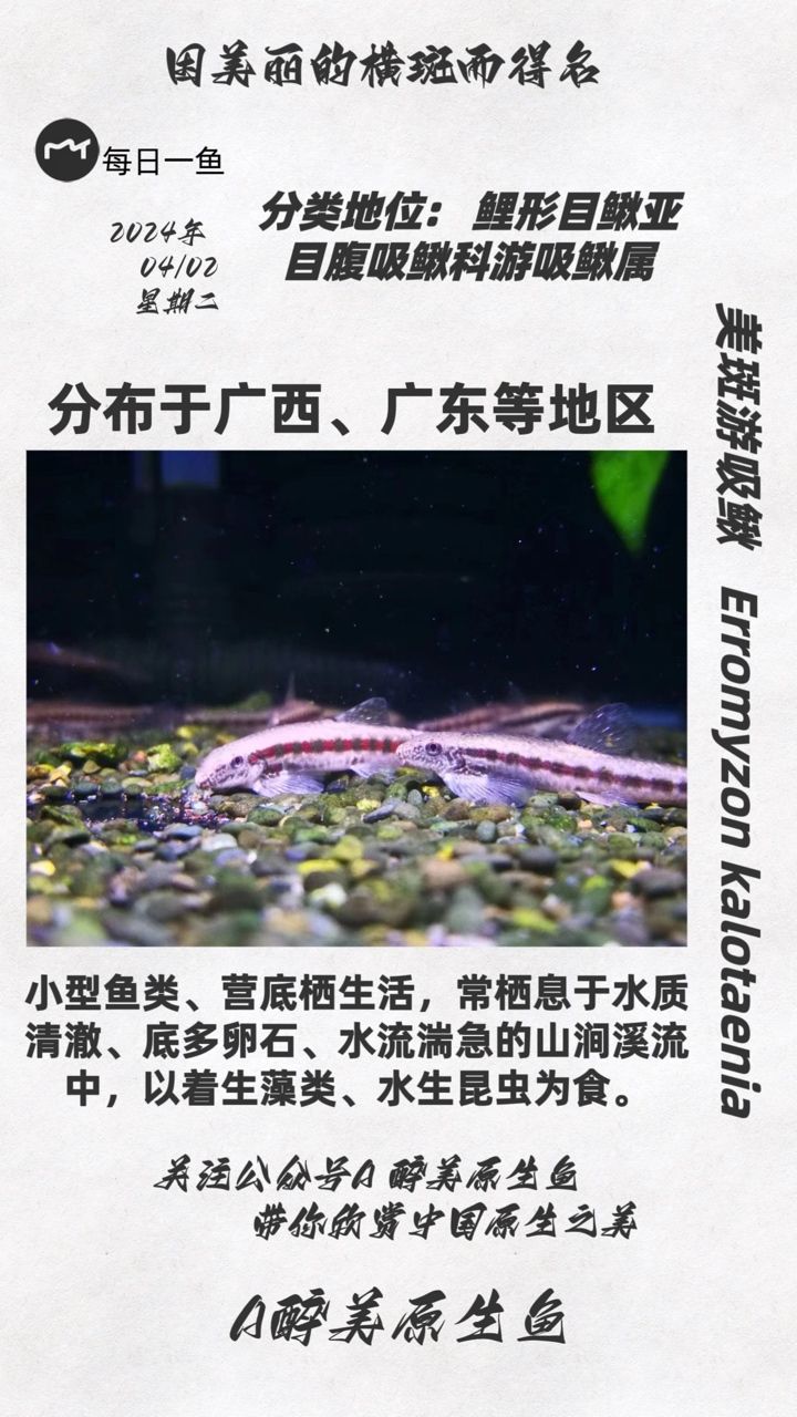 美斑游吸鳅：分布广西和广东地区