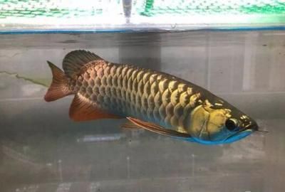 金头过背金龙鱼几年养大：关于金头过背金龙鱼成长周期的一些详细信息