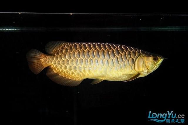 过背金龙鱼百度百科：过背金龙鱼是一种产于马来西亚半岛西侧的亚洲龙鱼 龙鱼百科