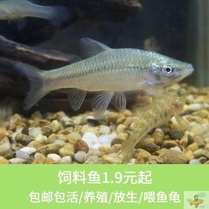 龙鱼小鱼苗有子弹头吗怎么养：龙鱼小鱼苗的养殖注意事项