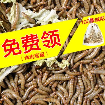 龙鱼不吃鱼虾只吃面包虫：关于龙鱼的饮食习性 龙鱼百科 第3张