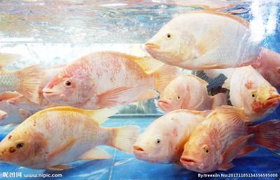太湖龙鱼：太湖龙鱼养殖方法