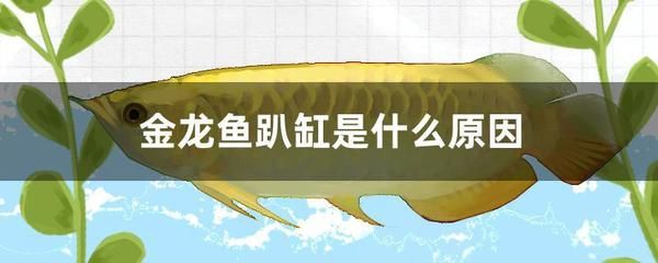 金龙鱼偶尔趴缸怎么回事？：金龙鱼偶尔趴缸怎么回事 龙鱼百科 第3张