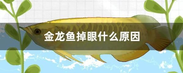 金龙鱼趴缸底不吃东西怎么回事：金龙鱼趴缸底不吃东西怎么回事金龙鱼趴缸底不吃东西怎么办