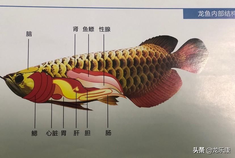 龙鱼胸鳍开叉：龙鱼胸鳍开叉怎么办