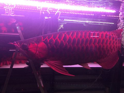 红龙鱼用什么灯烤最好：关于红龙鱼灯的选择指南 龙鱼百科 第3张