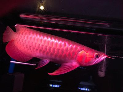 红龙鱼用什么灯烤最好：关于红龙鱼灯的选择指南