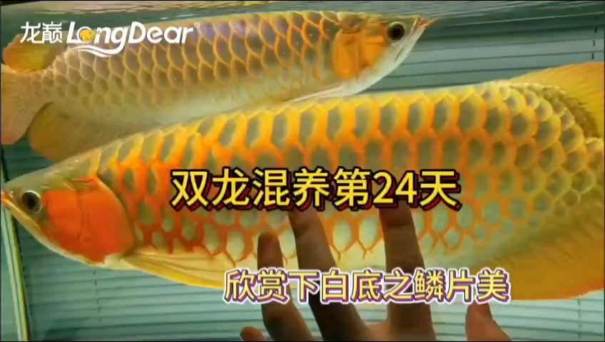 龙鱼80缸嫌小么还能养吗：80厘米长的鱼缸并不适合养龙鱼