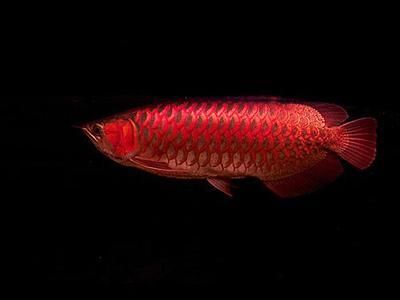 观赏红龙鱼的说说文案简短：红龙鱼的饲养需要注意水质调控制水温、ph值等