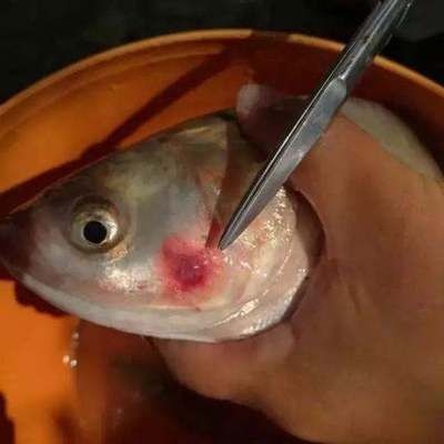红龙鱼头上长黑点是什么病：红龙鱼头上长黑点是什么病红龙鱼头上长黑点是什么病