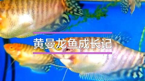 金龙鱼成长记录：关于金龙鱼成长的一些信息 龙鱼百科 第2张