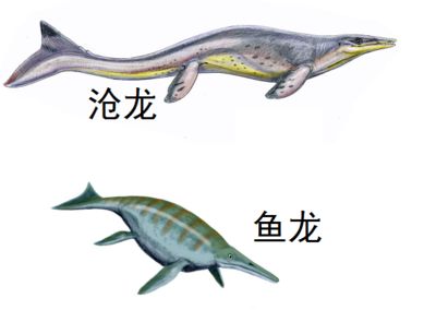 鱼龙是什么东西？：鱼龙是一种重新回到海里生活的爬行动物，繁盛于三叠纪和侏罗纪 龙鱼百科 第3张