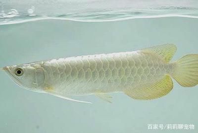 白色龙鱼的种类有哪些：白色龙鱼有哪些种类