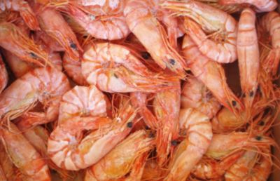 喂龙鱼干虾的好处和坏处有哪些：喂龙鱼干虾的好处和坏处 龙鱼百科 第1张