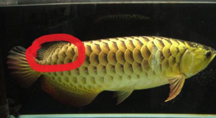 金龙鱼一般多大珠鳞全亮：金龙鱼珠鳞全亮的大小并没有一个具体界限而是与品种和年龄有关 龙鱼百科 第3张