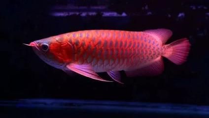 红龙鱼增色用什么灯光：红龙鱼增色用什么灯