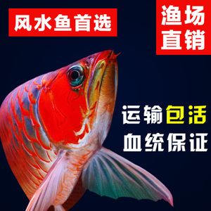 赤血龙鱼好还是大湖红龙鱼好：大湖红龙鱼和大湖红龙鱼和大湖红龙鱼哪个好