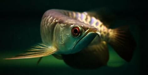 龙鱼眼睛模糊：龙鱼眼睛模糊可能是由于多种原因引起的