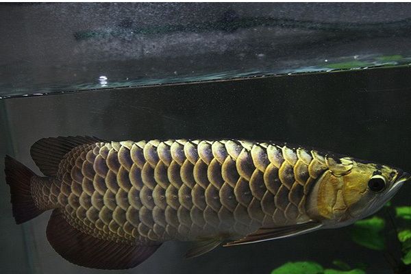 澳洲金龙鱼有几种：金龙鱼养殖技术及种类分析