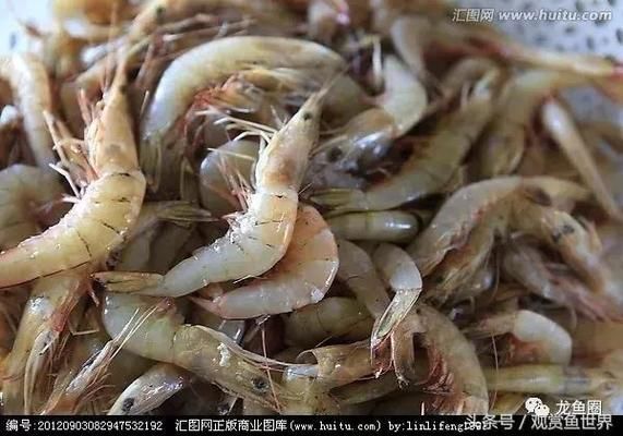 龙鱼吃的冻虾什么品种好：龙鱼可以喂食的冻虾品种有哪些