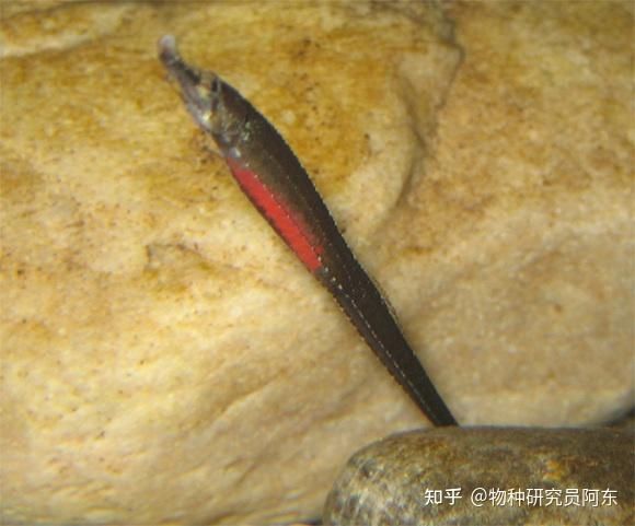 大海龙鱼怎么吃：大海龙鱼怎么吃大海龙鱼的食用方式多样可以根据口味进行选择 龙鱼百科 第3张