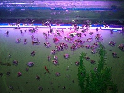 成都龙鱼阁水族：成都龙鱼阁水族用品有限公司 龙鱼百科 第1张