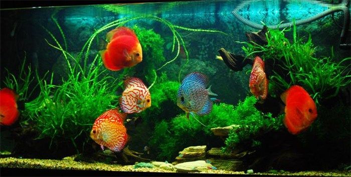 成都龙鱼阁水族：成都龙鱼阁水族用品有限公司 龙鱼百科 第3张