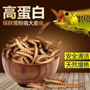 龙鱼吃面包虫干吗：龙鱼吃面包虫干可以吗