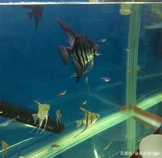 埃及神仙鱼和龙鱼混养吗：埃及神仙鱼可以和龙鱼混养吗