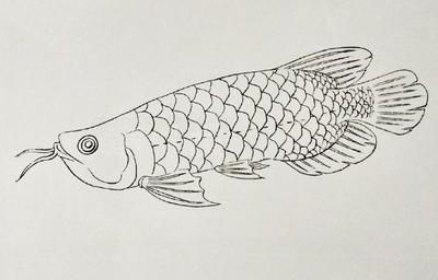 金龙鱼铅笔画法：金龙鱼铅笔画的基本步骤 龙鱼百科 第1张