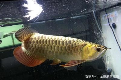 金龙鱼养多大开始发色：金龙鱼的发色一般从幼鱼阶段开始