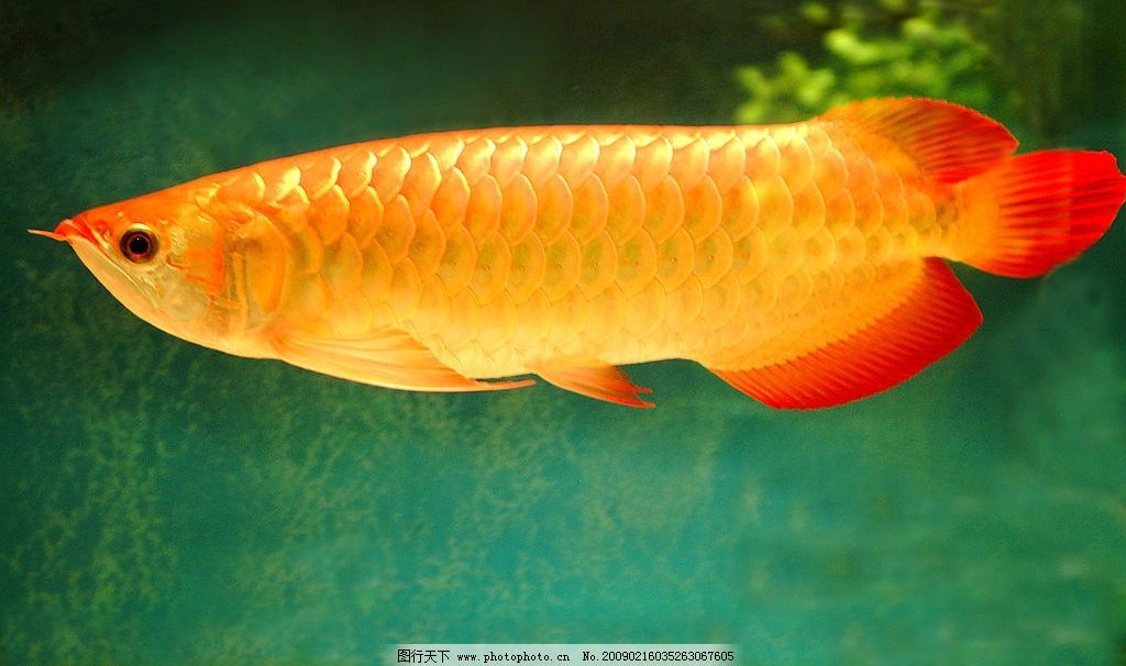 金鱼可以和金龙鱼一起养吗：金鱼可以和金龙鱼一起养吗？