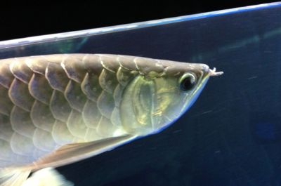 龙鱼眼睛变透明了还能活吗：龙鱼的眼睛变透明了还能活吗 龙鱼百科 第2张