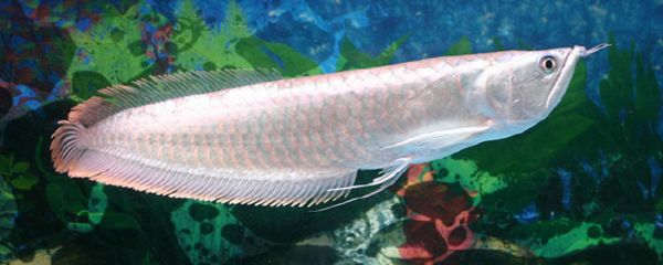 养殖银龙鱼：养殖银龙鱼的注意事项